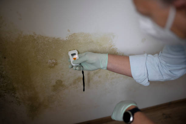 Best Mold Remediation for Specific Building Types in Humansville, MO